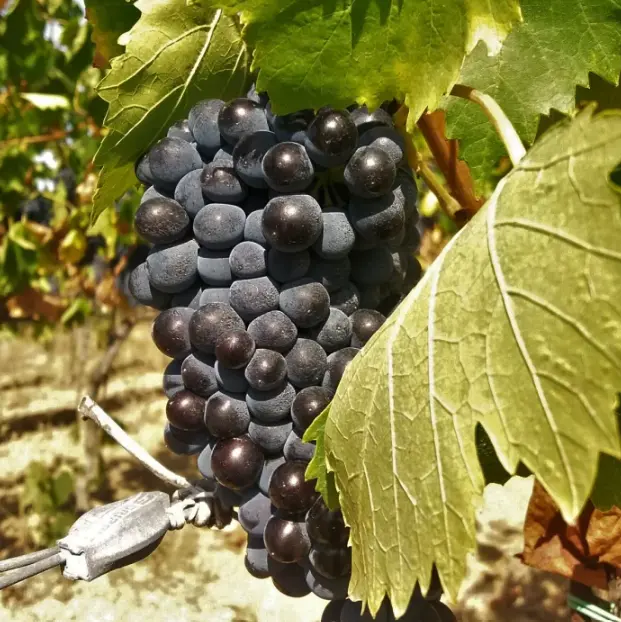 スクリーンショット 2025-02-14 164256.png