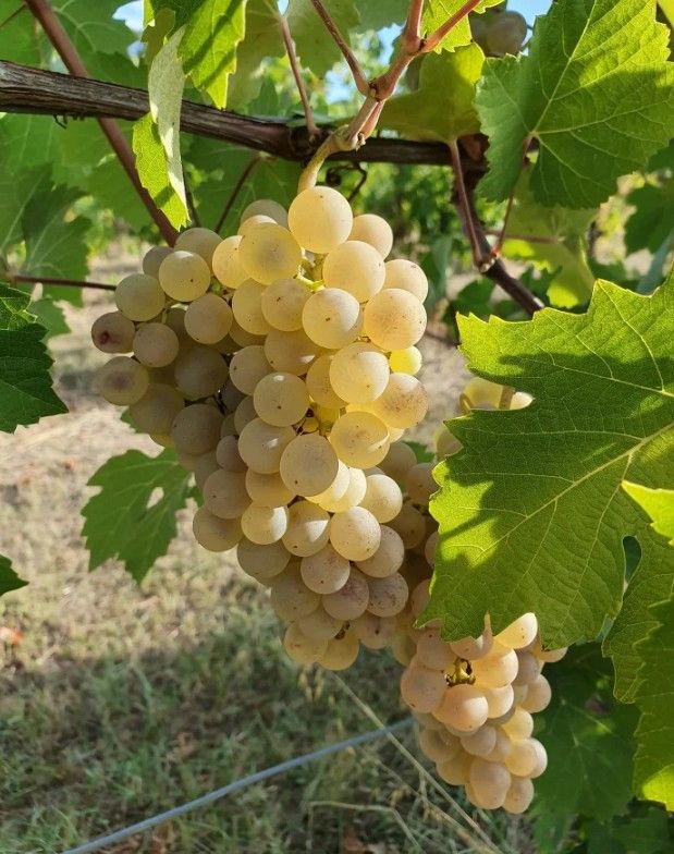 スクリーンショット 2025-02-20 153850.jpg