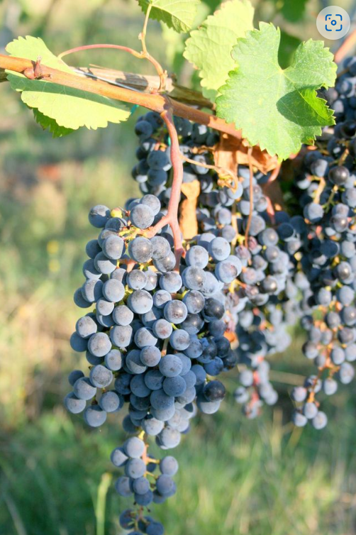 スクリーンショット 2025-02-28 110652.png