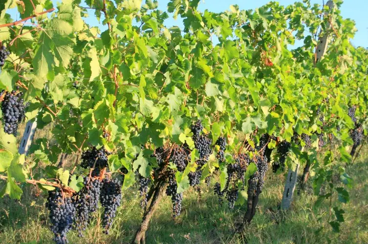 スクリーンショット 2025-03-03 112025.png