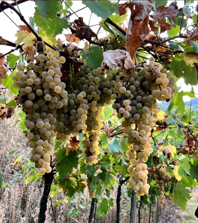 スクリーンショット 2025-03-03 132333.png