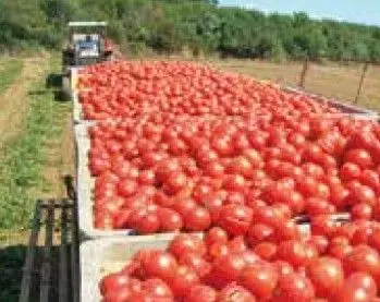 ラセルバ社のこだわり