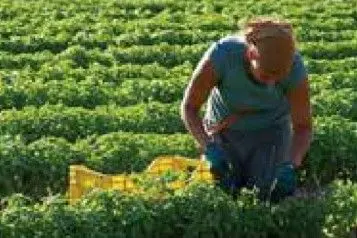 収穫量を抑える