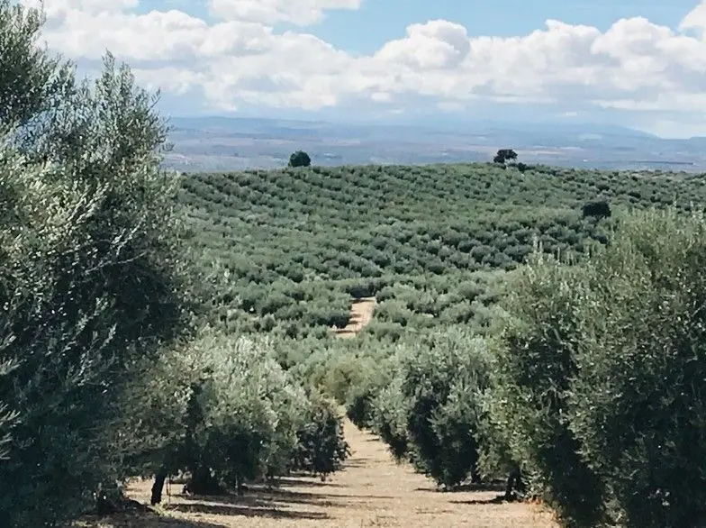 グラナダのみで採れる「ルシオ種」オリーブを積極的に守り育てる