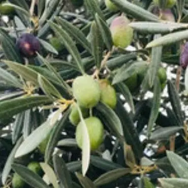 スクリーンショット 2025-09-12 142353.jpg