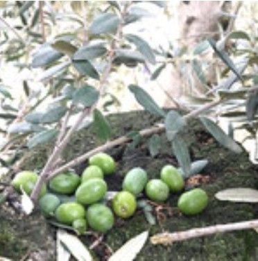 スクリーンショット 2025-09-12 142405.jpg