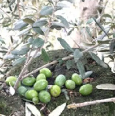 スクリーンショット 2025-09-12 142405.jpg