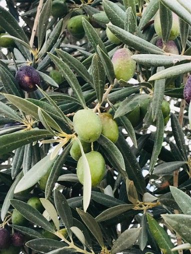 ルシオ種オリーブとは