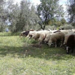 自然に寄り添う栽培方法／オーガニックを追求する姿勢