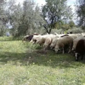 自然に寄り添う栽培方法／オーガニックを追求する姿勢