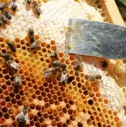 はちみつの抗菌・殺菌作用について