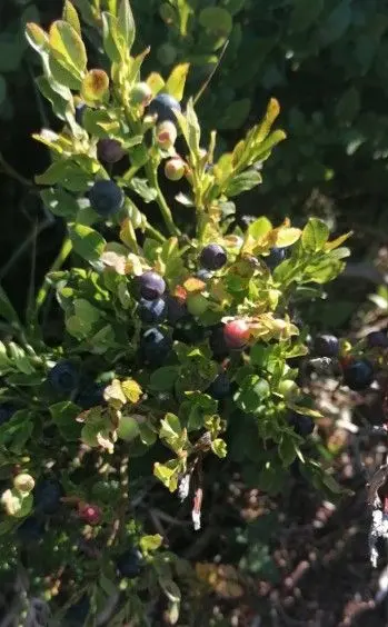 スクリーンショット 2025-09-17 154009.jpg