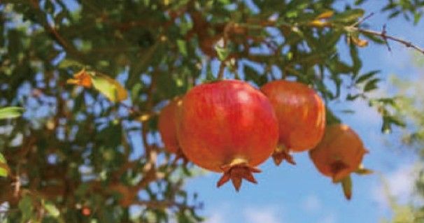 ストレートジュースと濃縮還元の違い