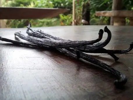 Activ Association Aelan Vanila Bean