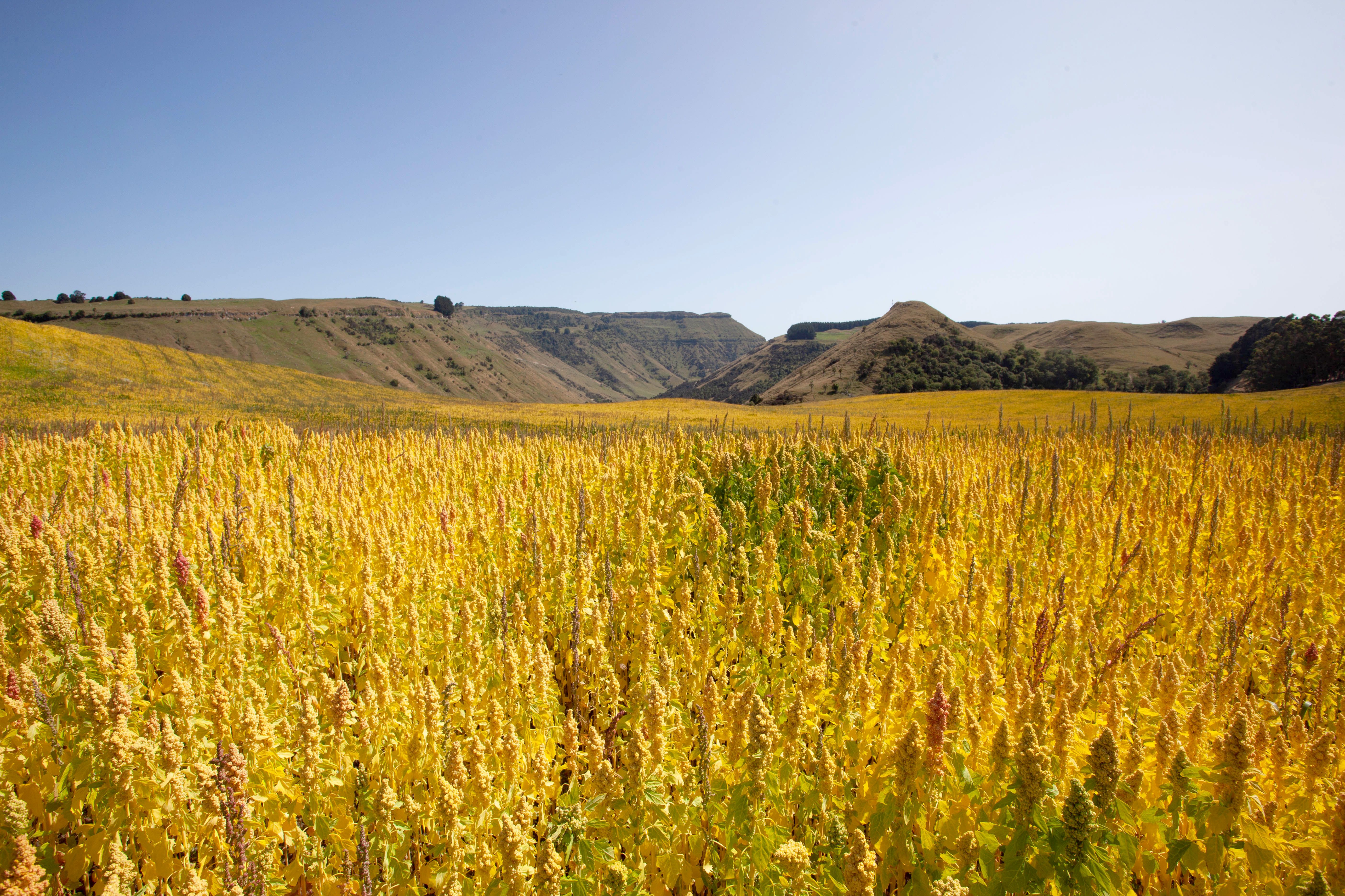 農薬を使わない、環境にやさしいサステナブル農法