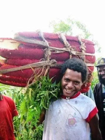 1年に2回収穫できる大きな赤い果実は重要な換金果実