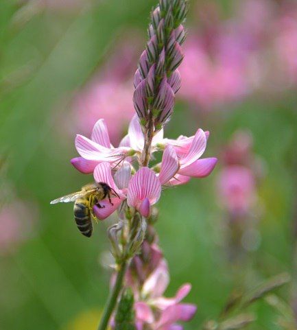 Esparset and bee.jpg