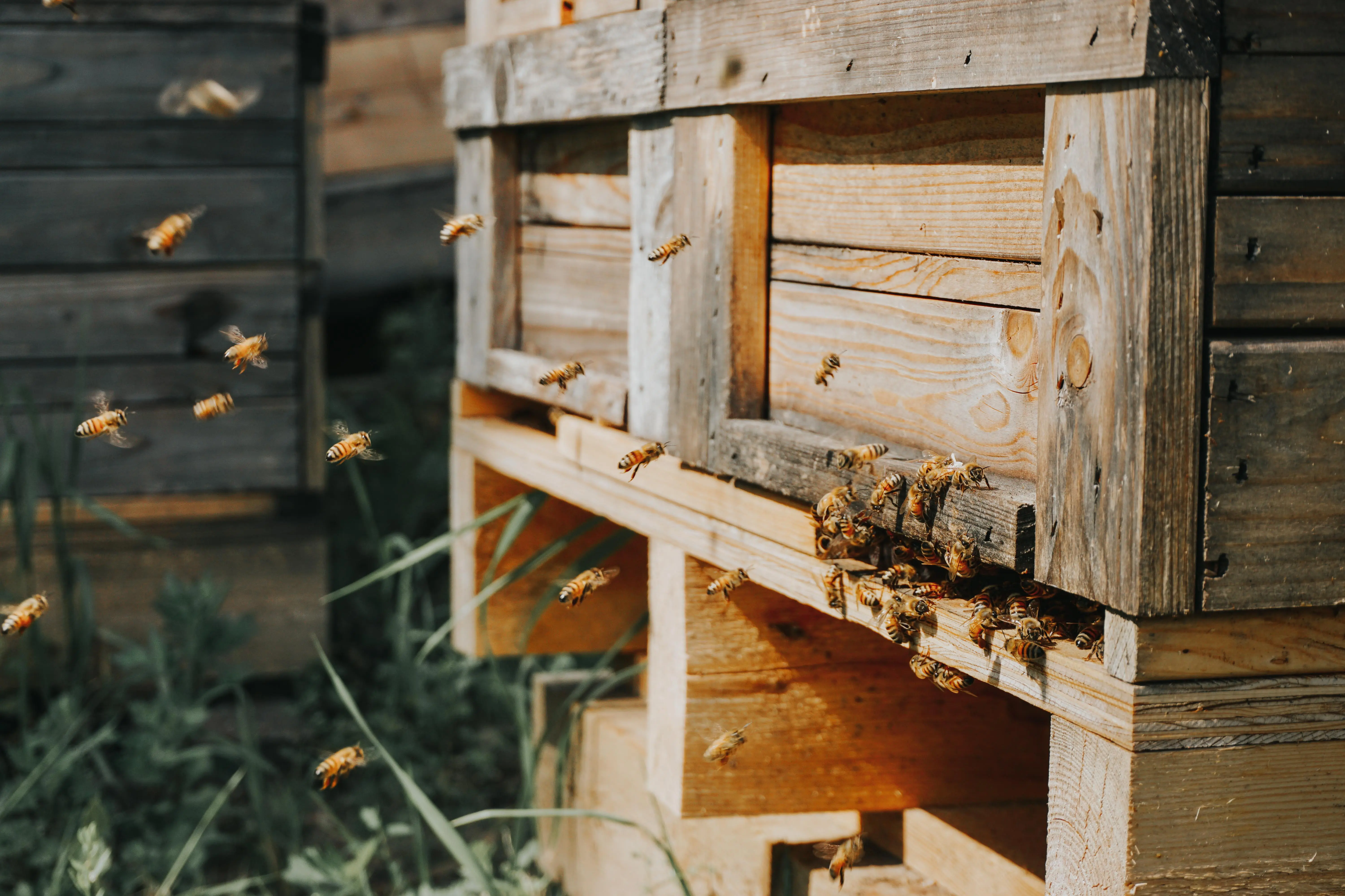 Harvesting for HONEST NEKTAR honey.jpg