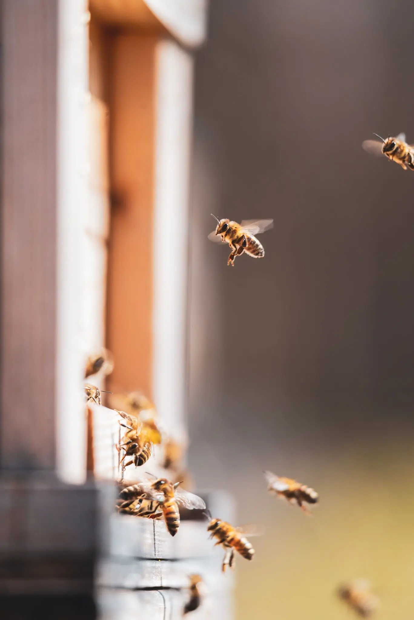 Harvesting organic honey.jpg
