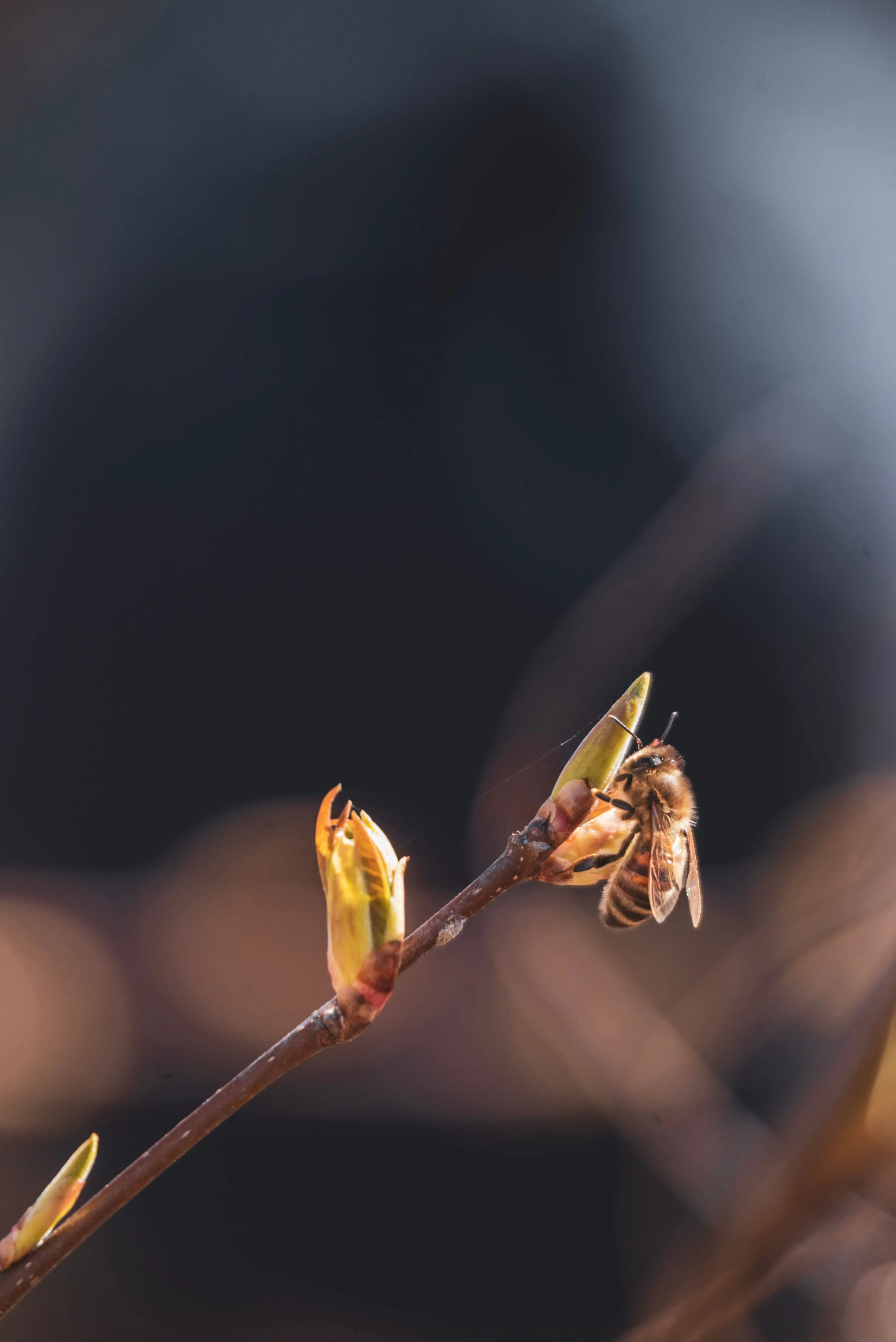 Harvesting propolis.jpg