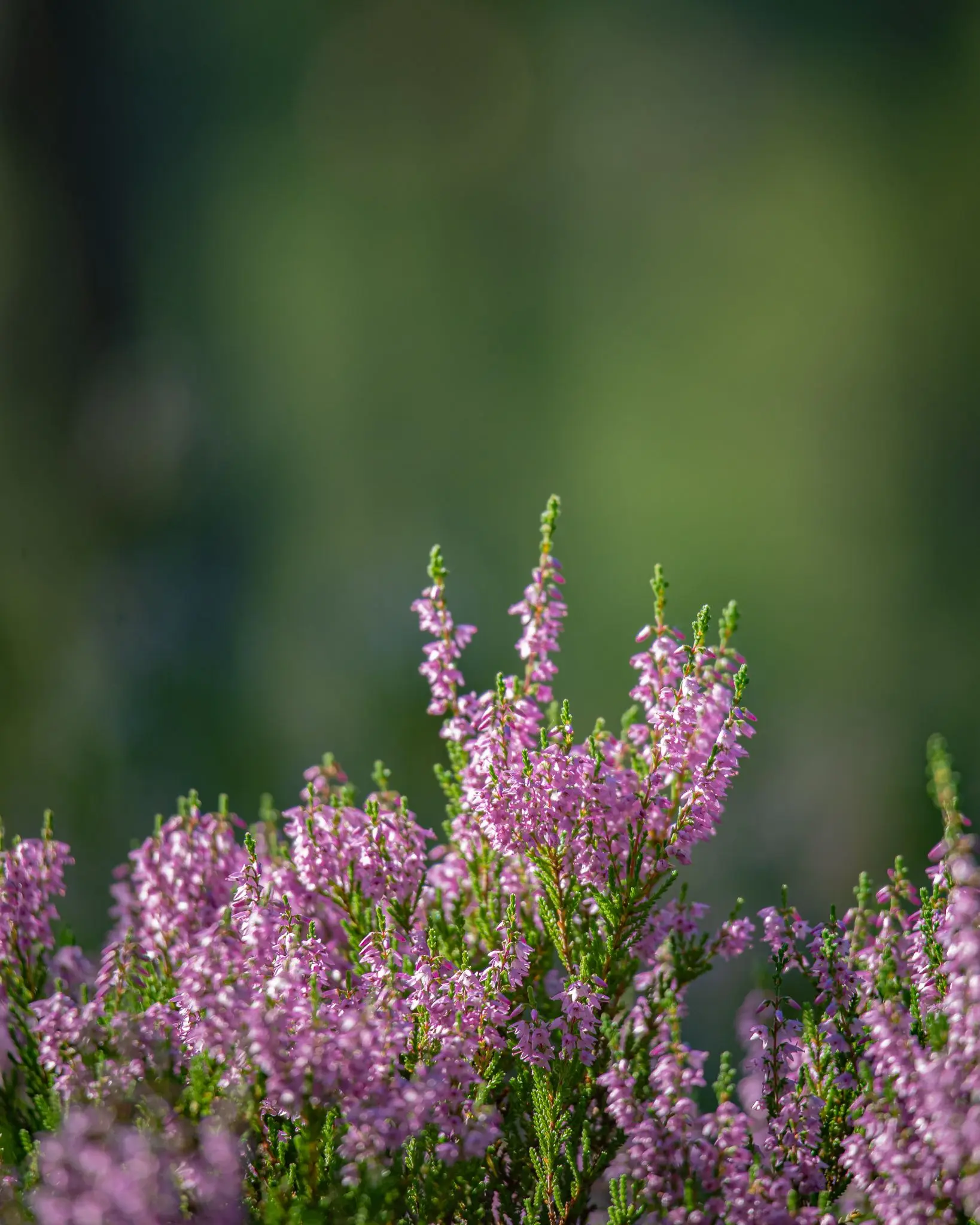 Heather honey (Calluna vulgaris).jpg