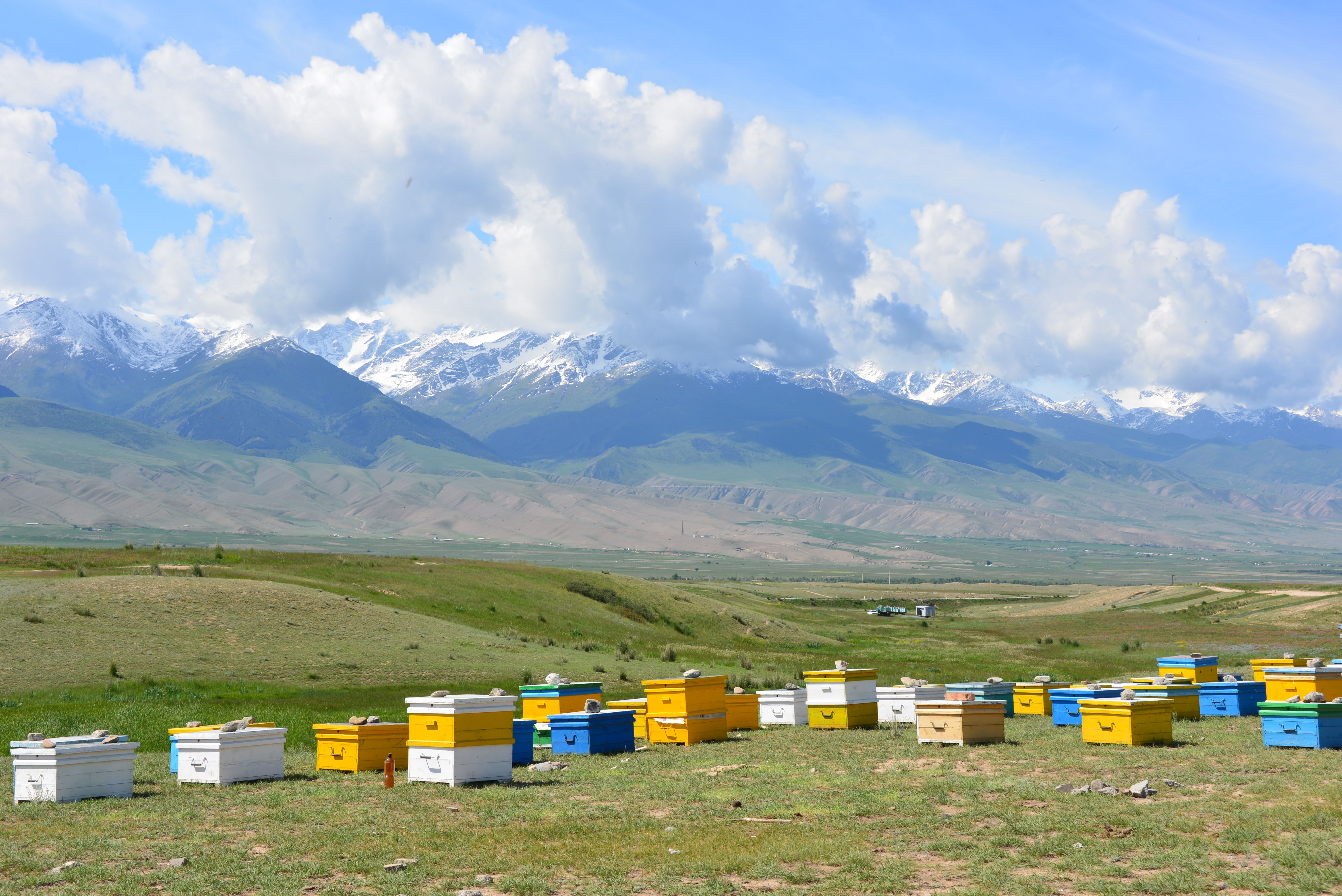 Honey field 2.JPG