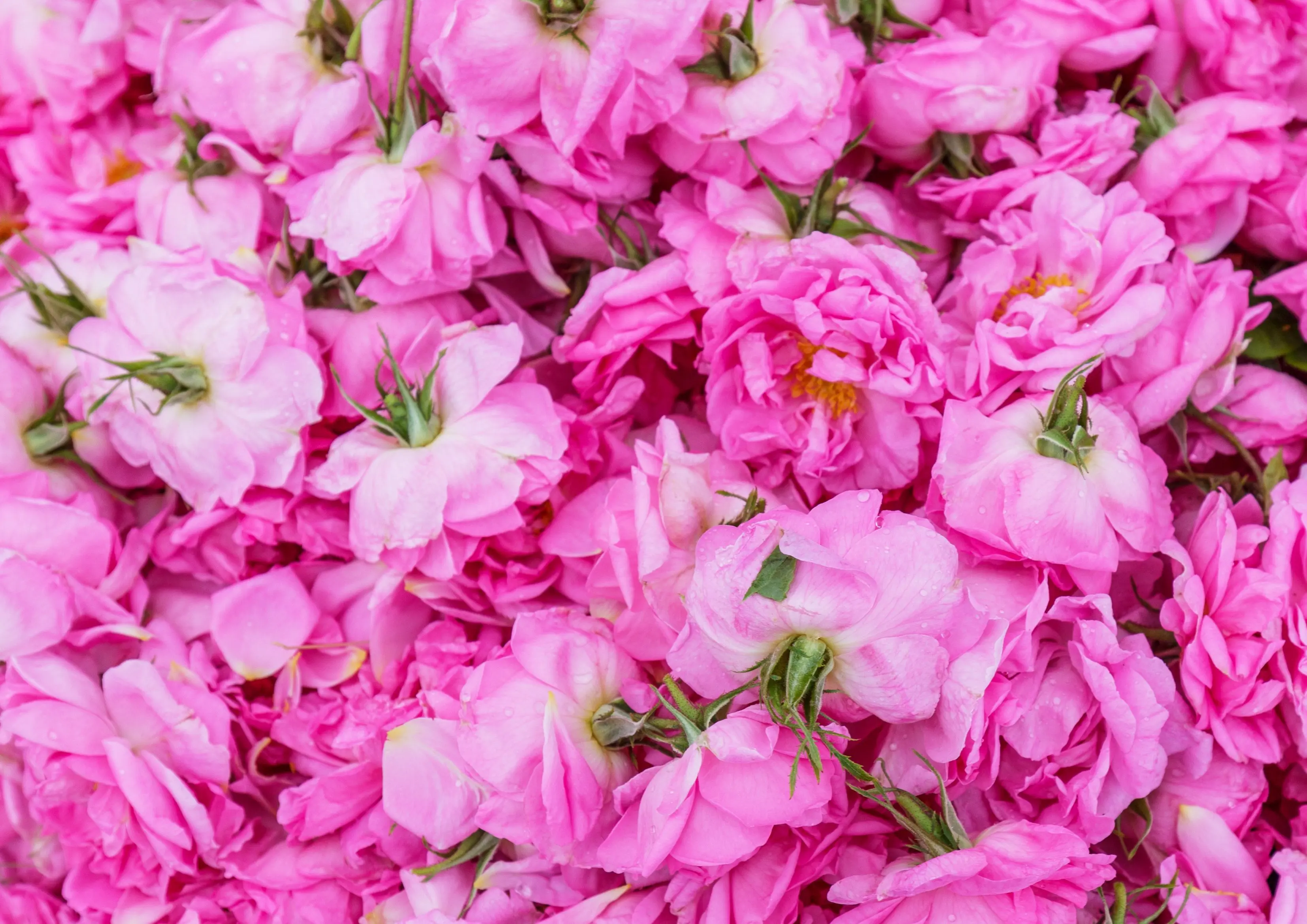 ダマスクローズジャムのお楽しみ方