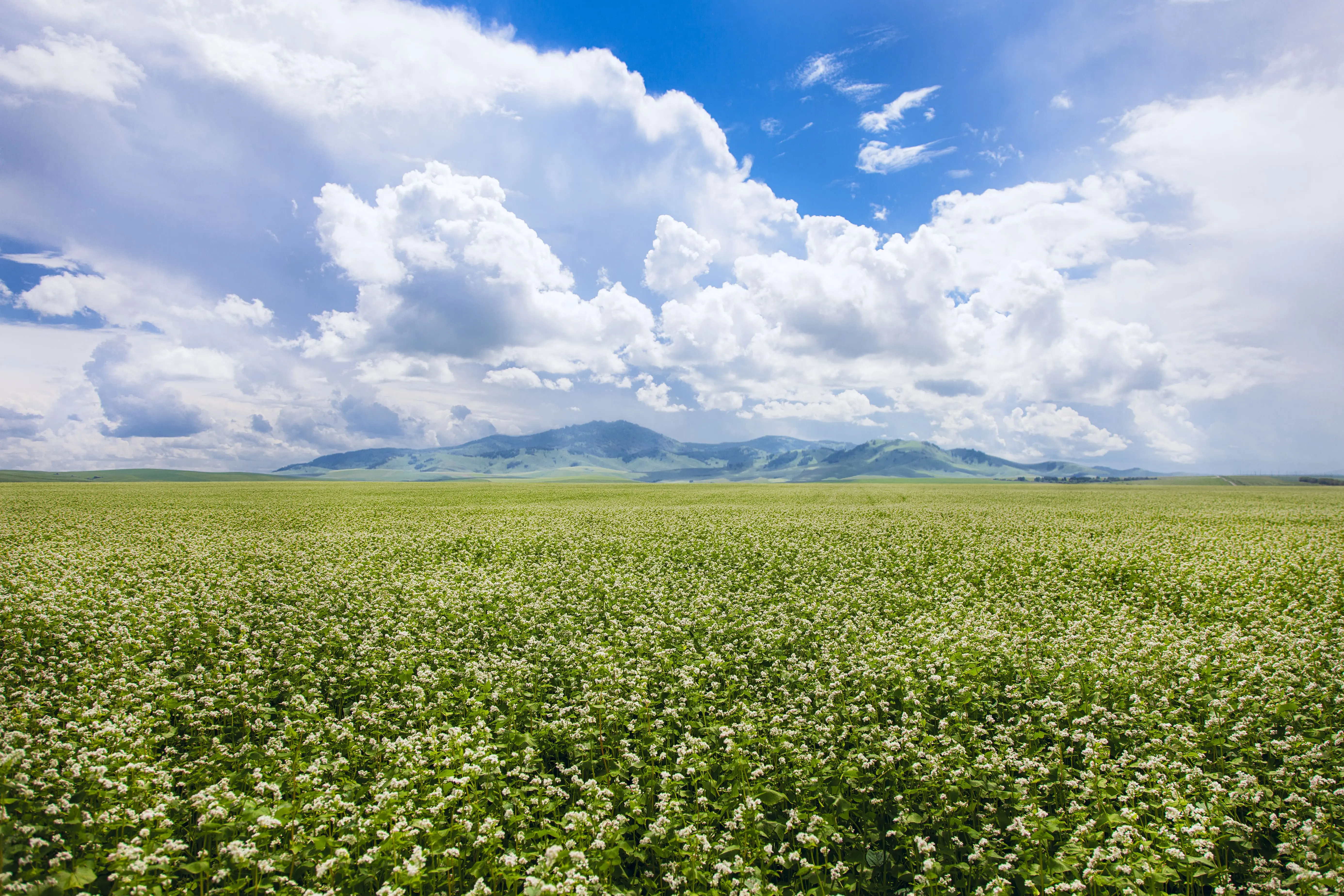 buckwheat fieldrev.jpg