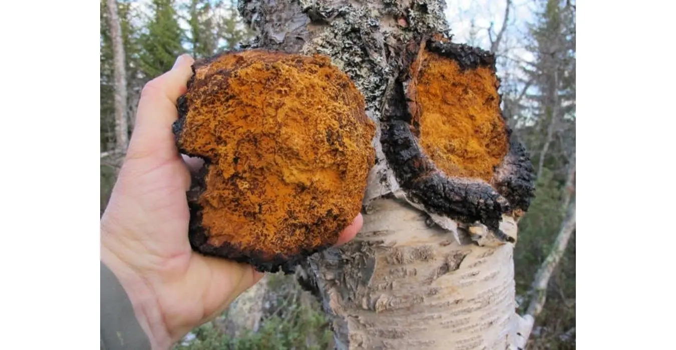 chaga04.jpg