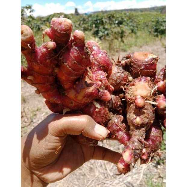 インドネシア原産赤ショウガ 200メッシュ粉末