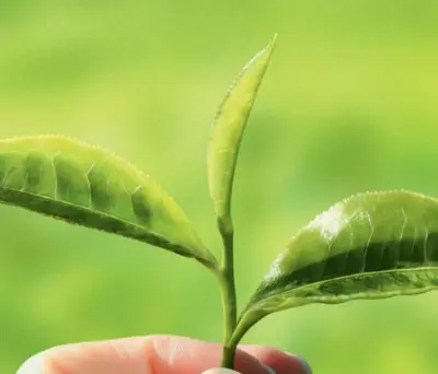 ティーバッグへの4つのこだわり